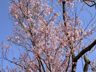 東慶寺の彼岸桜