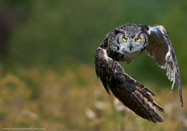 Great Horned Owl