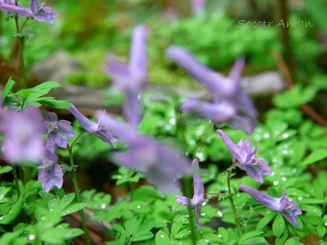 Corydalis lineariloba