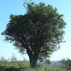 Coronillo Scutia buxifolia