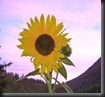 Sunflowers by Here I Am/Carrie