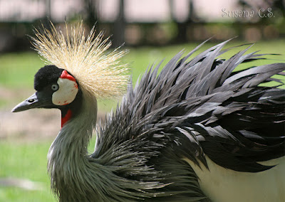 Grulla coronada - Faunia