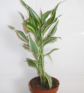 dracaena sanderiana