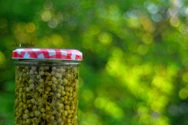 small-leaved lime, linden recipe, lipa drobnolistna, kwiatowe pikle, jadalne kwiaty, marynata