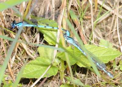 northern-type bluet (Enallagma sp)