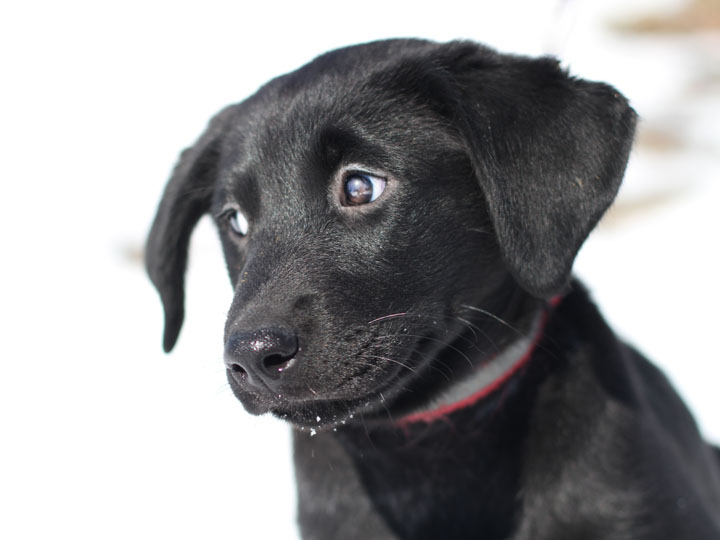 black lab golden retriever mix puppies. Sally - Black Labrador