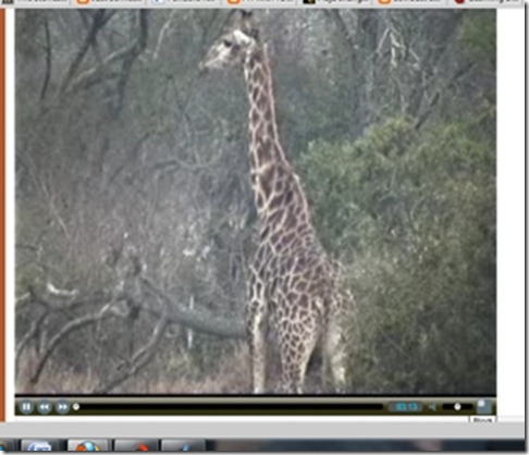 giraffe