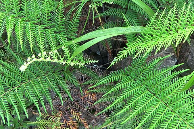 Dlium Silver fern (Pityrogramma calomelanos)