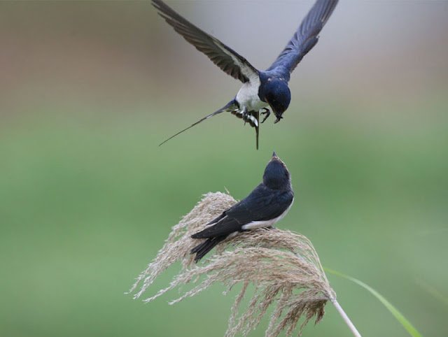 Swallows (Hirundinidae)