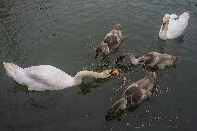 Photo of the swans gobbling up the food we give them