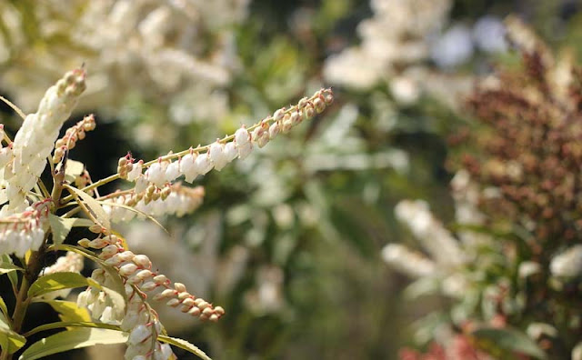 Pieris Japonica Flowers