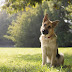Unraveling the Enigma: The Majestic Alsatian Dog