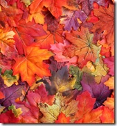 20090416_autumn_leaves 20090416_autumn_leaves