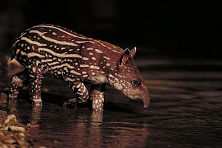 brazilian tapir