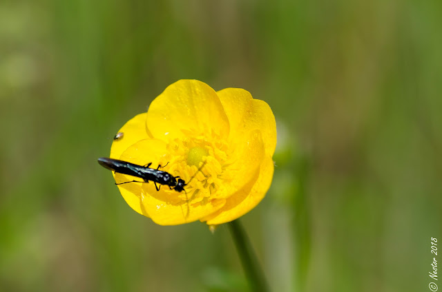 Sojuela (La Rioja). Sendas del Molinero y de las Mariposas