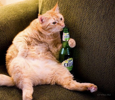 cat drink beer