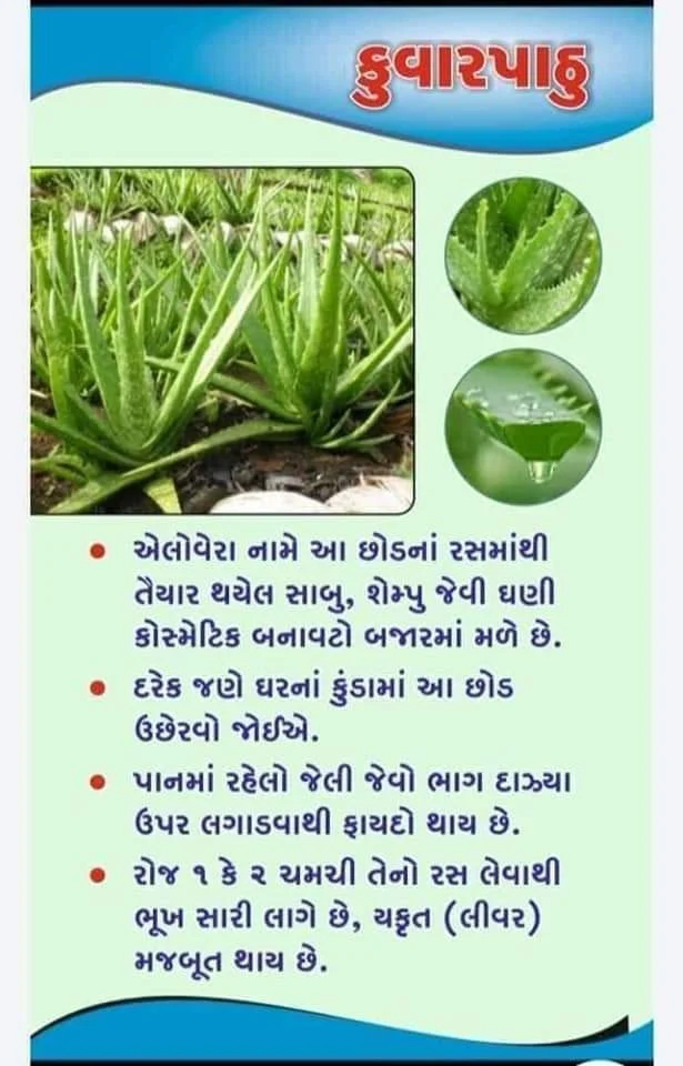 ALOE VERA USE IN MEDICINE