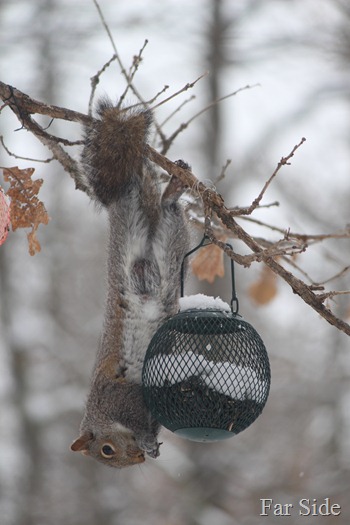 Squirrel stealing seeds March 14