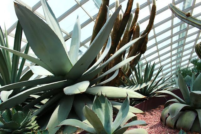 たにことたにく 多肉植物 シンガポール ガーデンズ・バイ・ザ・ベイ Flower Dome フラワー・ドーム アガベの画像