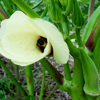 Okra Production in the Philippines