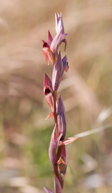 Serapias Bergonii - Eastern Ploughshare Orchid - Akrotiri Marsh, Cyprus