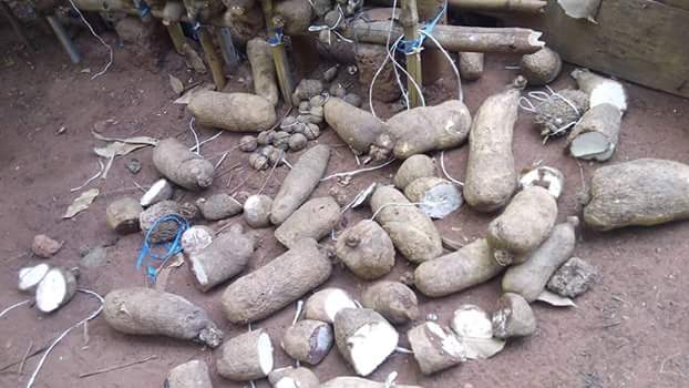  Wickedness! Unknown person destroys yams in a man