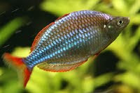 Freshwater Aquarium Melanotaenia Praecox Neon Rainbowfish