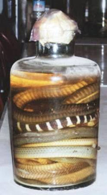 Las extrañas bebidas de Vietnam: El Snake Wine o Vino de serpiente.Snake Wine Snake Wine Snake Wine