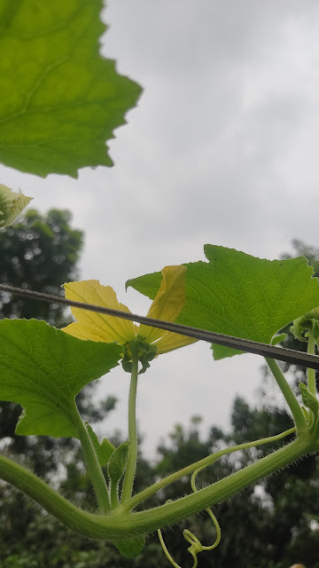 Wax Gourd