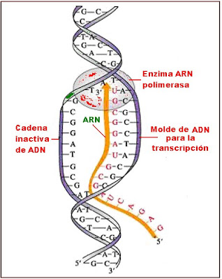 Transcripción de ARN