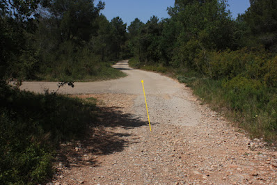 ARBRES SINGULARS A L'ALBÀ-AIGUAMÚRCIA-ALT CAMP, Camí del Pla de Manlleu a Aiguamúrcia