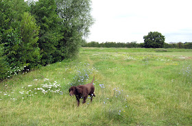 The line of the River Ravensbourne across Norman Park, looking north from the east side by the bridge.  Zig Zag Walk from Norman Park to Oakfield Road, Keston.  Set up by Ewa Prokop, Led by Jenny Price.  12 August 2011.