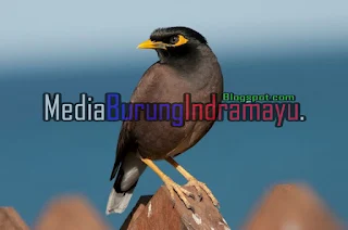 6 Jenis Burung Jalak Terpopuler di Indonesia, 7 best 6 Jenis Burung Jalak Terpopuler di Indonesia images on