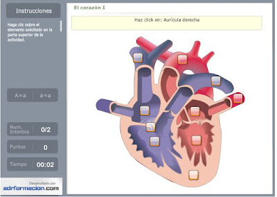 http://www.ceiploreto.es/sugerencias/florentino/laminas_interactivas/corazon01/actividad.html