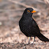 Eurasian Blackbird - شحرور