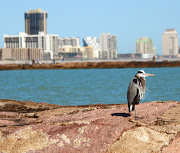 . on the jetty at Boca Chica Beach with South Padre Island in background. (south padre)