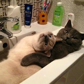 Funny cats - part 100 (40 pics + 10 gifs), funny cat pictures, kitten pics
