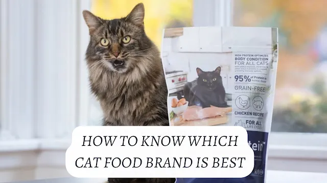 How to Know Which Cat Food Brand is Best