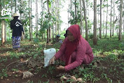 Awal Musim Penghujan, Warga di Tuban Ramai-ramai ke Hutan Berburu Ulat Daun Jati