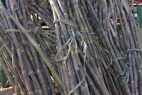 Sugar cane