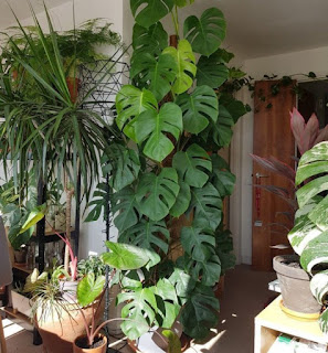 Cara merawat monstera deliciosa