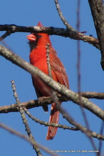 Northern Cardinal