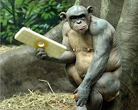 Simpanse Aneh Botak