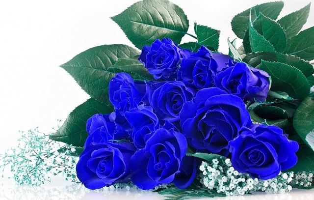 Hoa hồng xanh bất tử