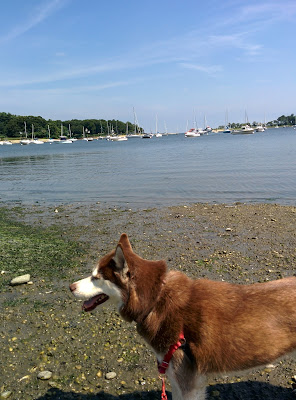 Take your dog to the beach