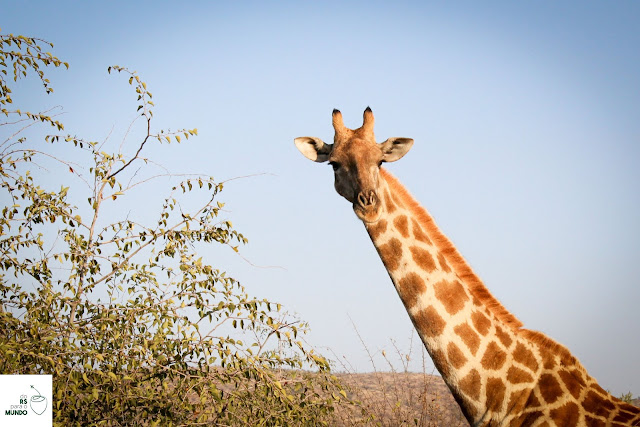 África do Sul - Safári em Pilanesberg