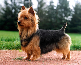 Australian Terrier - Aussie