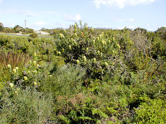 Coastal heath with Saw Banksia Banksia serrata, Iluka, New South Wales, Australia. Photo by Loire Valley Time Travel.