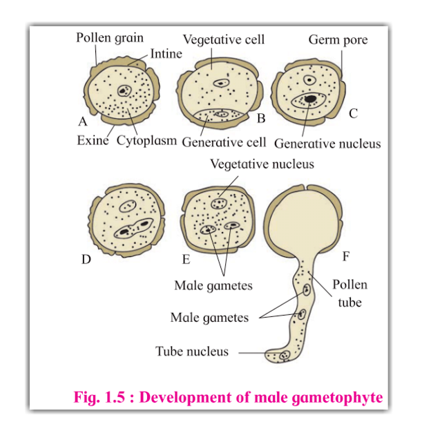 Development of male gametophyte 12th biology maharashtra board