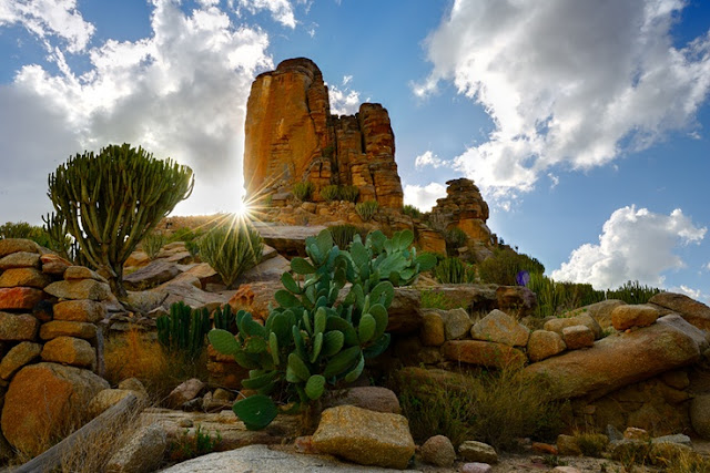 Mount cactus by almalki abdullrahman